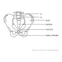 Model anatomiczny męskiej miednicy z kręgami lędźwiowymi w skali 1:1 Physa