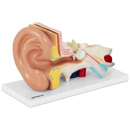 Model anatomiczny 3D ludzkiego ucha Physa