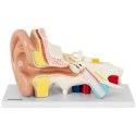 Model anatomiczny 3D ludzkiego ucha Physa