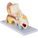 Model anatomiczny 3D ludzkiego ucha Physa