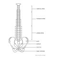 Model anatomiczny kręgosłupa człowieka z męską miednicą 76 cm Physa