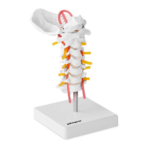 Model anatomiczny odcinka szyjnego kręgosłupa człowieka w skali 1:1 Physa