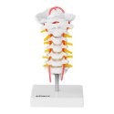 Model anatomiczny odcinka szyjnego kręgosłupa człowieka w skali 1:1 Physa