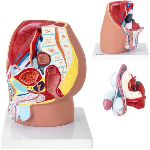 Model anatomiczny miednicy męskiej 3D w skali 1:1 Physa