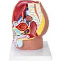 Model anatomiczny miednicy męskiej 3D w skali 1:1 Physa