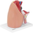 Model anatomiczny miednicy męskiej 3D w skali 1:1 Physa