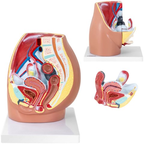 Model anatomiczny miednicy żeńskiej 3D w skali 1:1 Physa