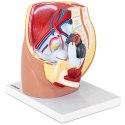 Model anatomiczny miednicy żeńskiej 3D w skali 1:1 Physa