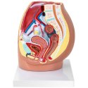 Model anatomiczny miednicy żeńskiej 3D w skali 1:1 Physa