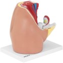 Model anatomiczny miednicy żeńskiej 3D w skali 1:1 Physa