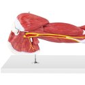 Model anatomiczny ramienia 3D w skali 1:1 Physa