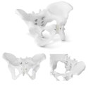 Model anatomiczny miednicy człowieka kobiety w skali 1:1 Physa