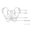 Model anatomiczny miednicy człowieka kobiety w skali 1:1 Physa